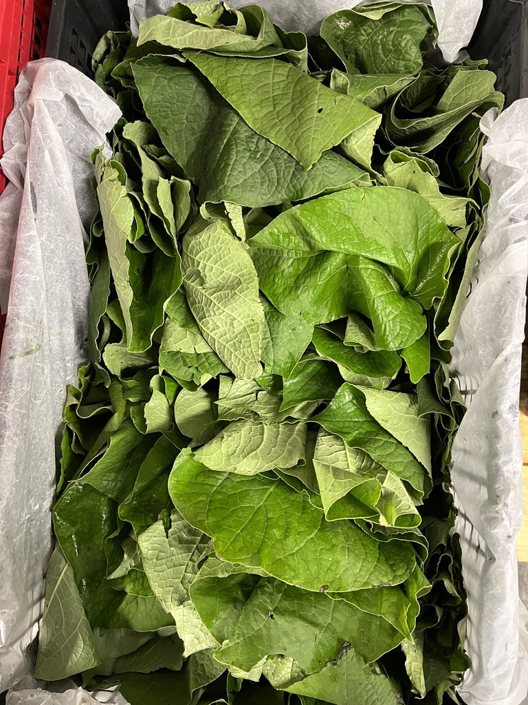 HOJA SANTA 24 CT All Seasons Fresh Produce